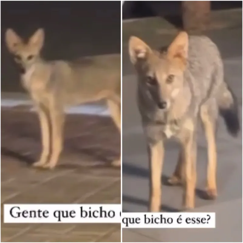 Imagem ilustrativa da imagem Animais aparecem em vídeo e despertam curiosidade nas redes sociais