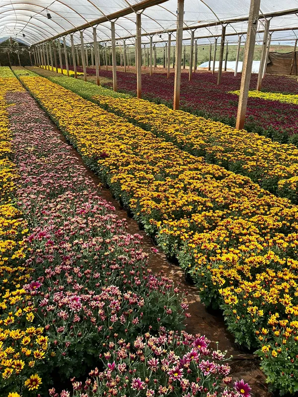 Em estufas está toda a produção de crisântemos do município de Apucarana