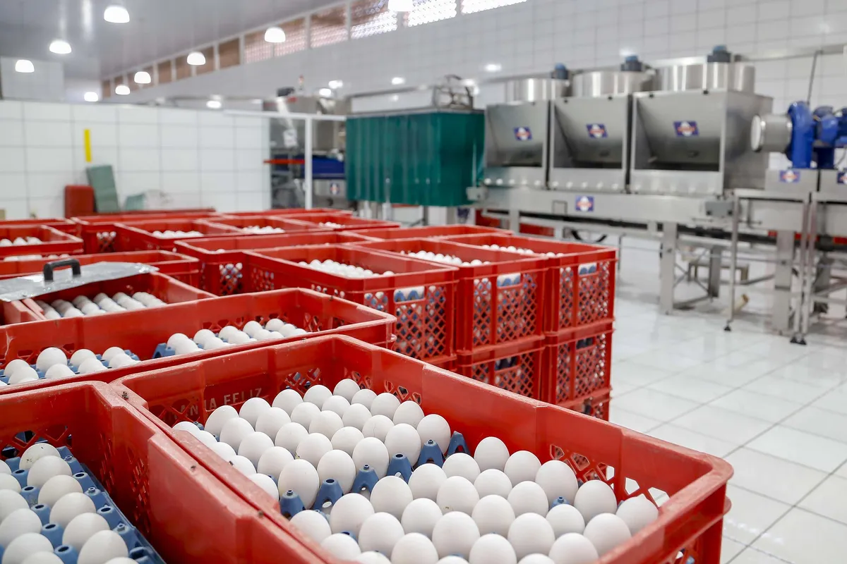 Arapongas conta atualmente com 10 granjas produtoras de ovos, segundo a Secretaria Municipal da Agricultura