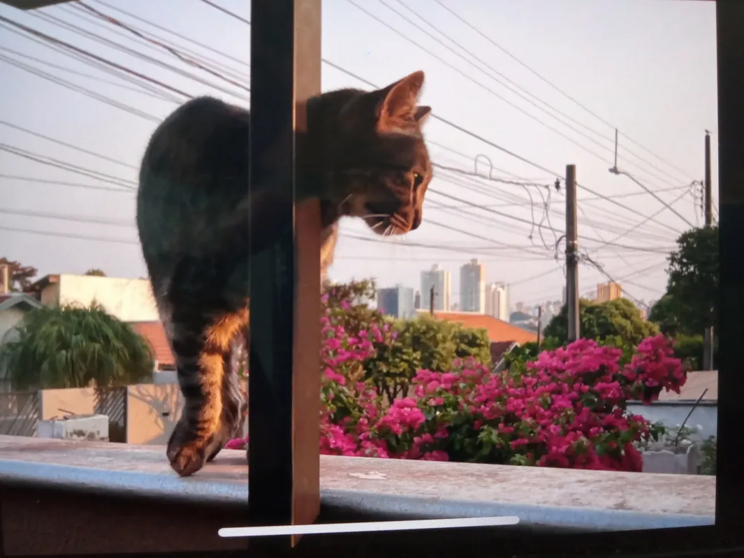 Imagem ilustrativa da imagem CIDADE FALA - Felino e as flores de Londrina