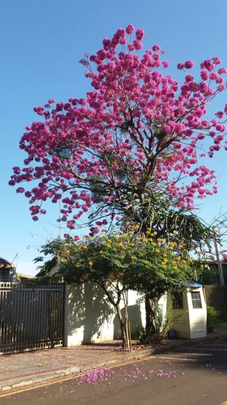 Imagem ilustrativa da imagem CIDADE FALA: Florada dos ipês