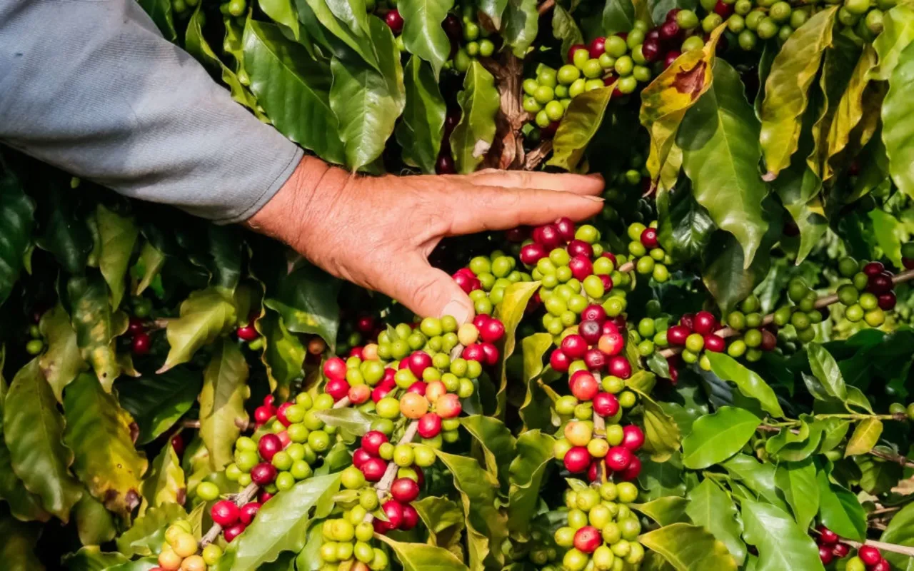 Imagem ilustrativa da imagem Café da Serra de Apucarana busca reconhecimento de Indicação Geográfica