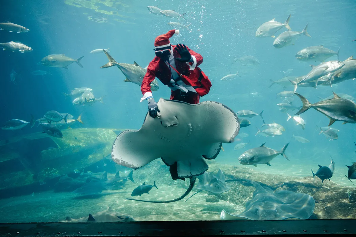 Vestido de Papai Noel, o trabalhador sul-africano Mthobisi Mlambo alimenta uma arraia no maior parque marinho da África, o South African Marine Biological Research (SAMBR) Sea World, com sede em Durban