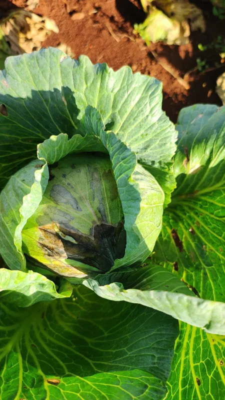 Imagem ilustrativa da imagem Chuvas intensas prejudicam agricultura no Norte do Estado