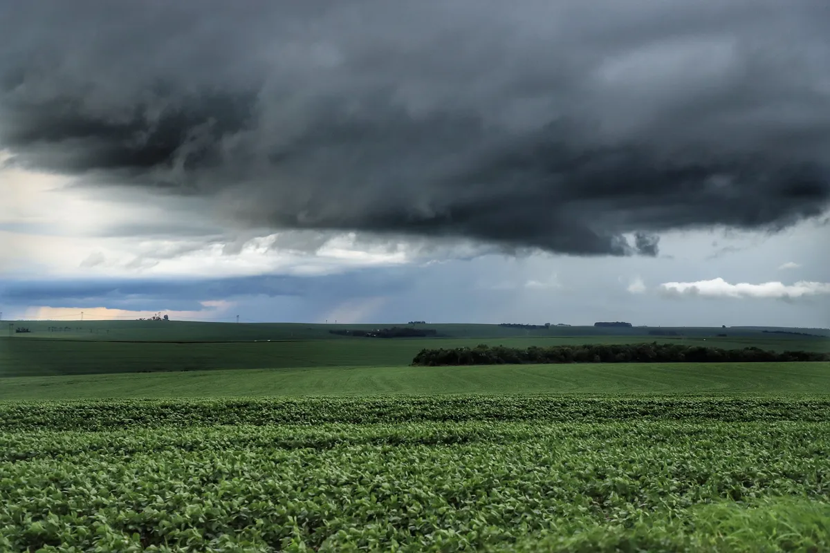 Imagem ilustrativa da imagem Chuvas intensas prejudicam agricultura no Norte do Estado