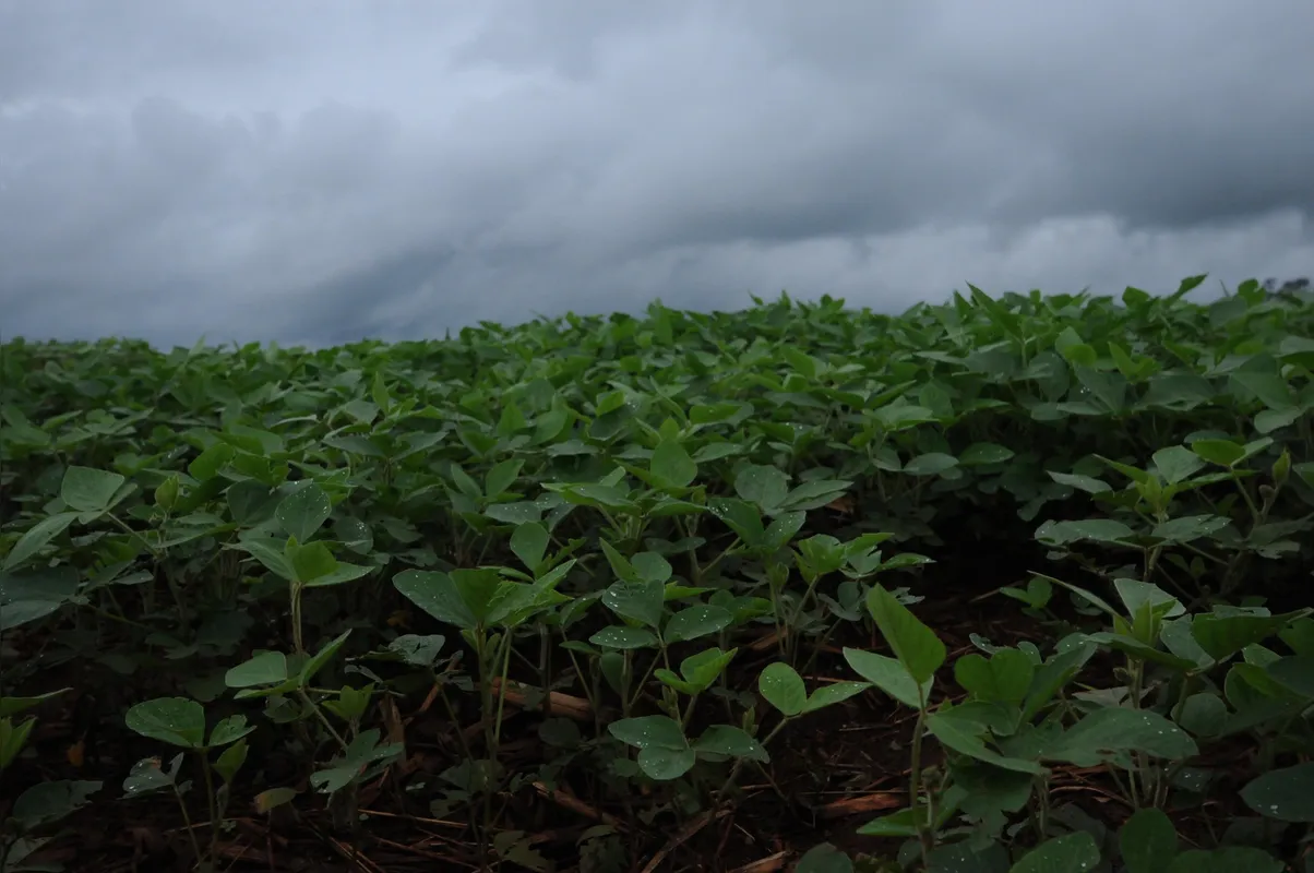 materia: prejuizo das plantacoes de soja com a chuva

-ft- gina mardones / folha de londrina

24-11-2015