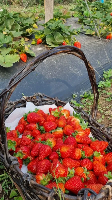 Propriedades que participam do Circuito de Colombo oferecem frutas orgânicas com a opção de o turista colher e fazer piquenique