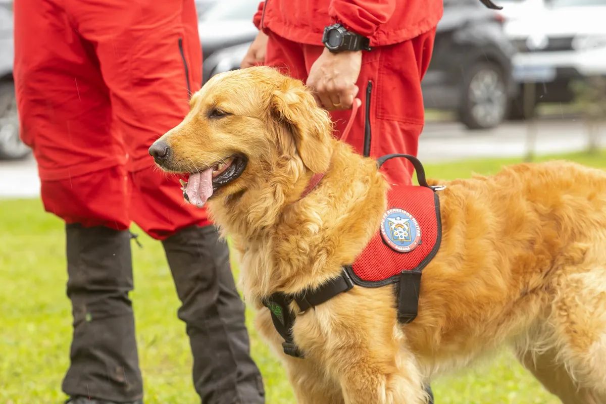 Curitiba, 05 de fevereiro de 2025 - Governo do Estado vai reforçar atuação de cães em atividades policiais no Paraná.