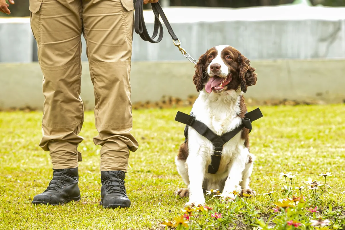 Governo do Estado vai reforçar atuação de cães em atividades policiais no Paraná