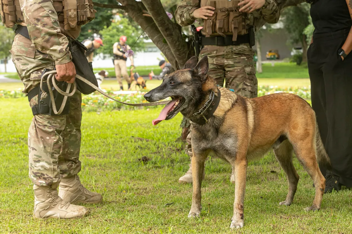 Curitiba, 05 de fevereiro de 2025 - Governo do Estado vai reforçar atuação de cães em atividades policiais no Paraná.