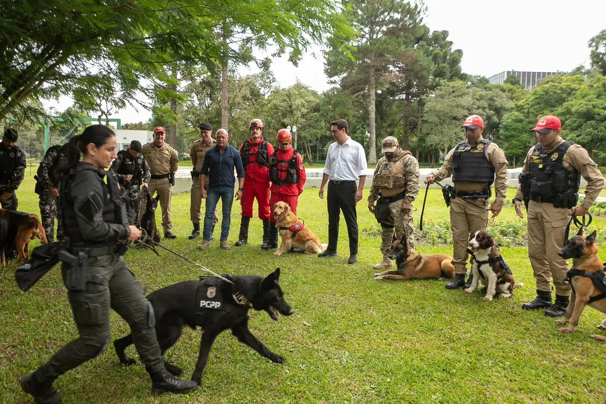 Curitiba, 05 de fevereiro de 2025 - Governo do Estado vai reforçar atuação de cães em atividades policiais no Paraná.