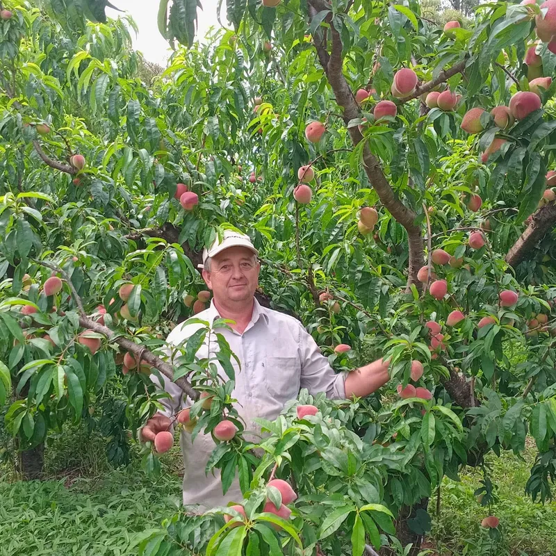 O produtor de pêssegos Marcos Konlosi, de Mauá da Serra, comercializa 100% da sua produção na Ceasa e espera vender 25 toneladas de pêssego em dezembro