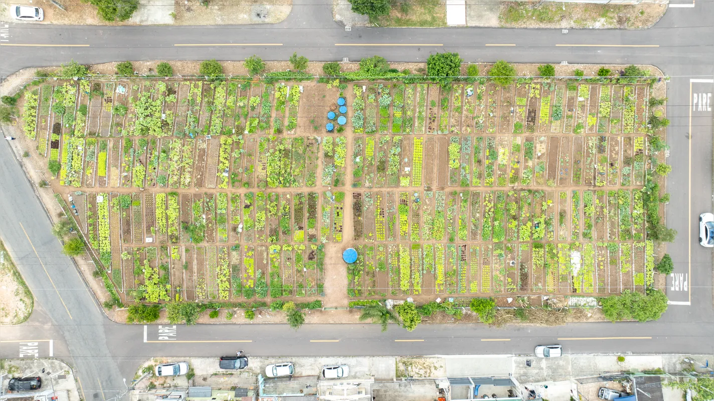 As verduras e legumes plantados nas hortas comunitárias em terrenos da Copel não recebem nenhum tipo de agrotóxico