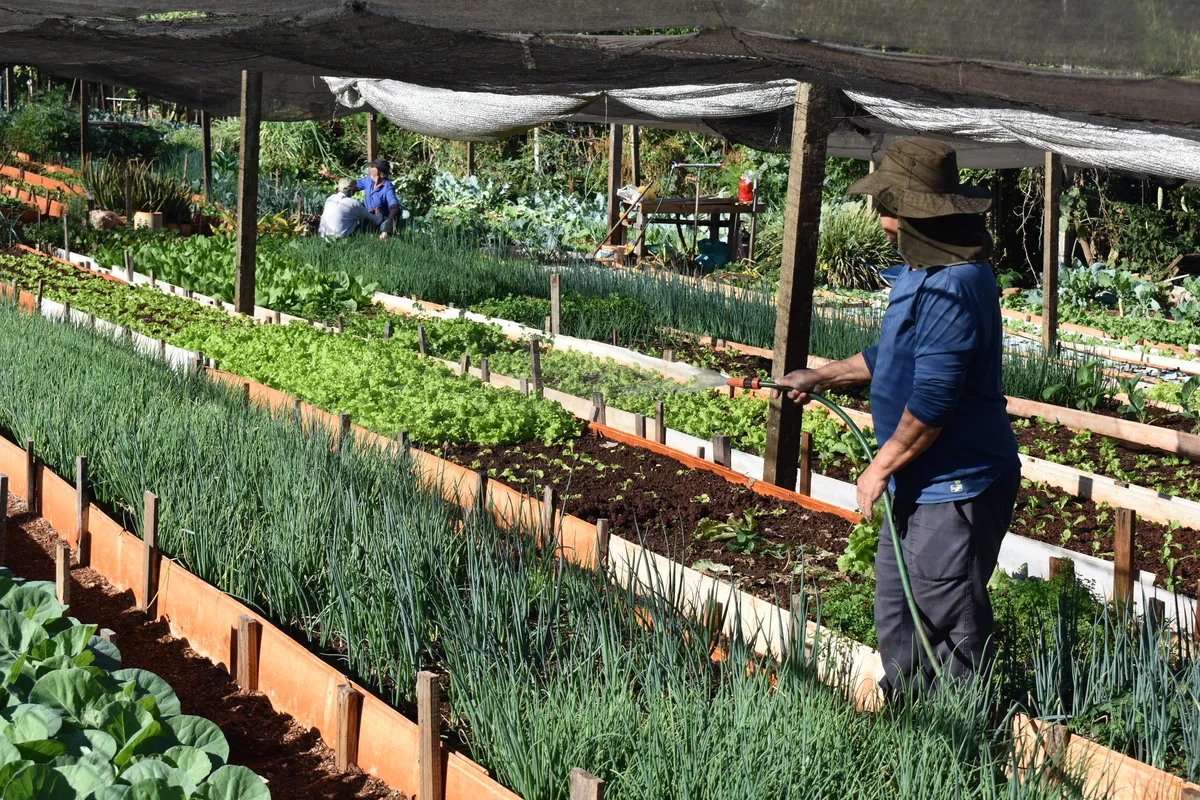 Com 24 hortas estabelecidas e outras em andamento, a meta da Copel é oportunizar a produção de comida boa e saudável pela comunidade
