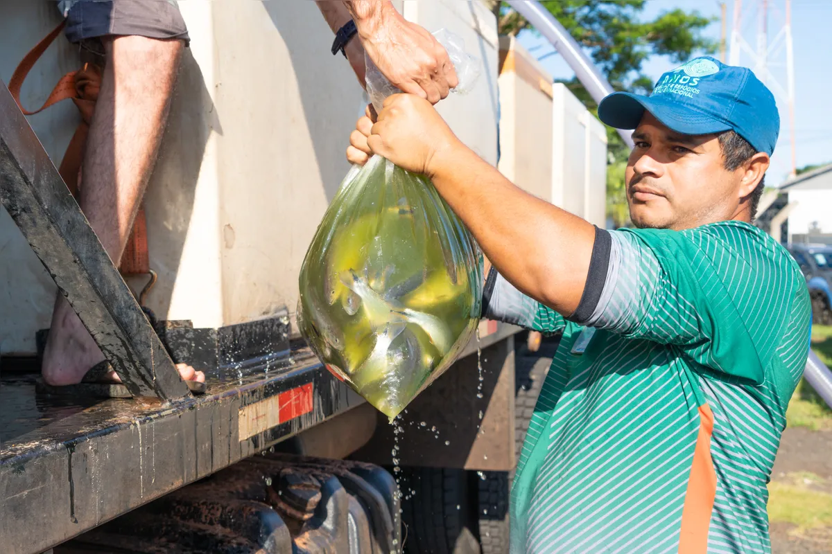 A primeira carga com seis mil peixes jovens, com seis meses de idade, chega à unidade experimental de aquicultura de Itaipu