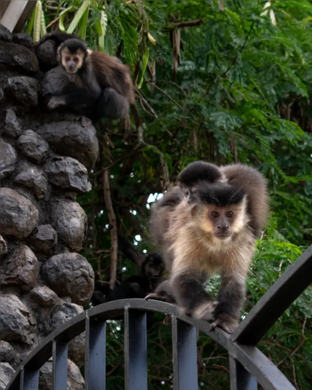 Macaco com filhote nas