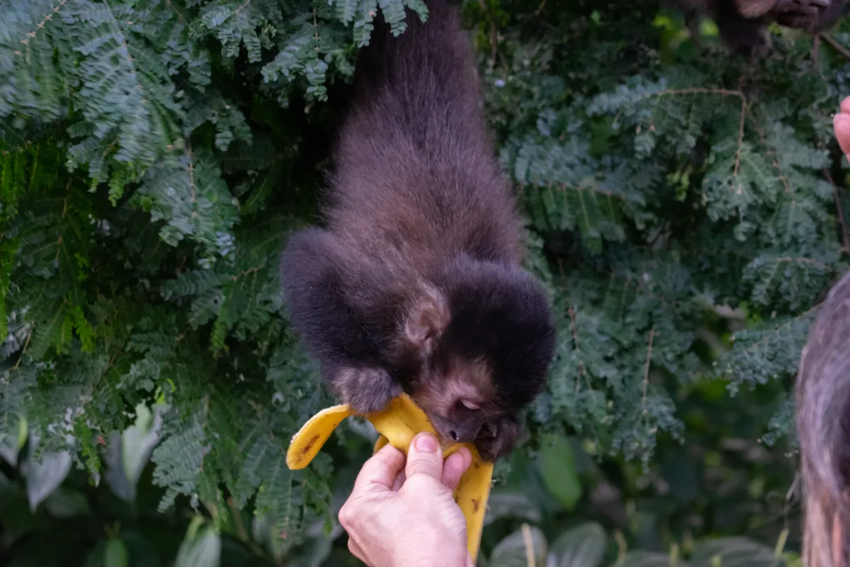 O hábito de alimentar os animais, à primeira vista inofensivo, acarreta em uma série de prejuízos para a vida animal