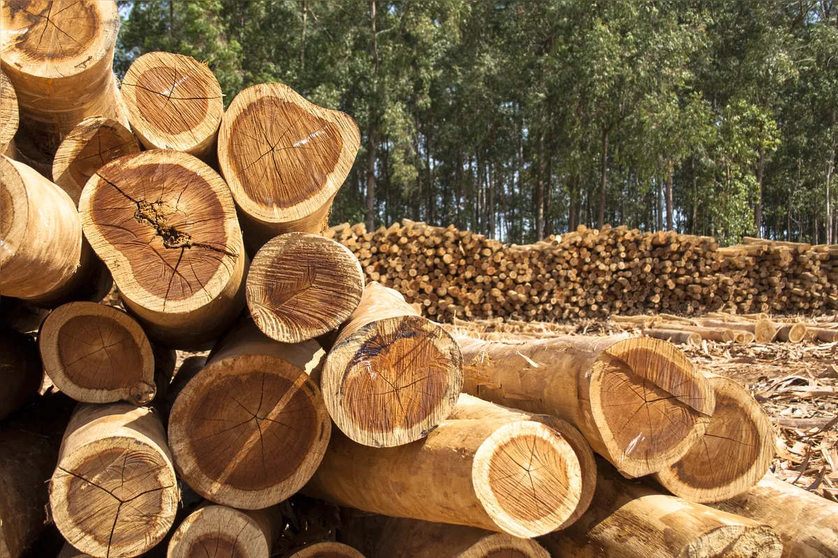 Em Ortigueira, os produtos florestais têm participação importante na geração de renda no campo