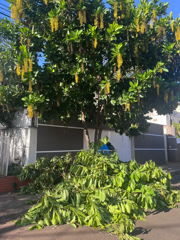 Imagem ilustrativa da imagem Moradores do Jardim Petrópolis denunciam cobrança indevida de poda de árvores