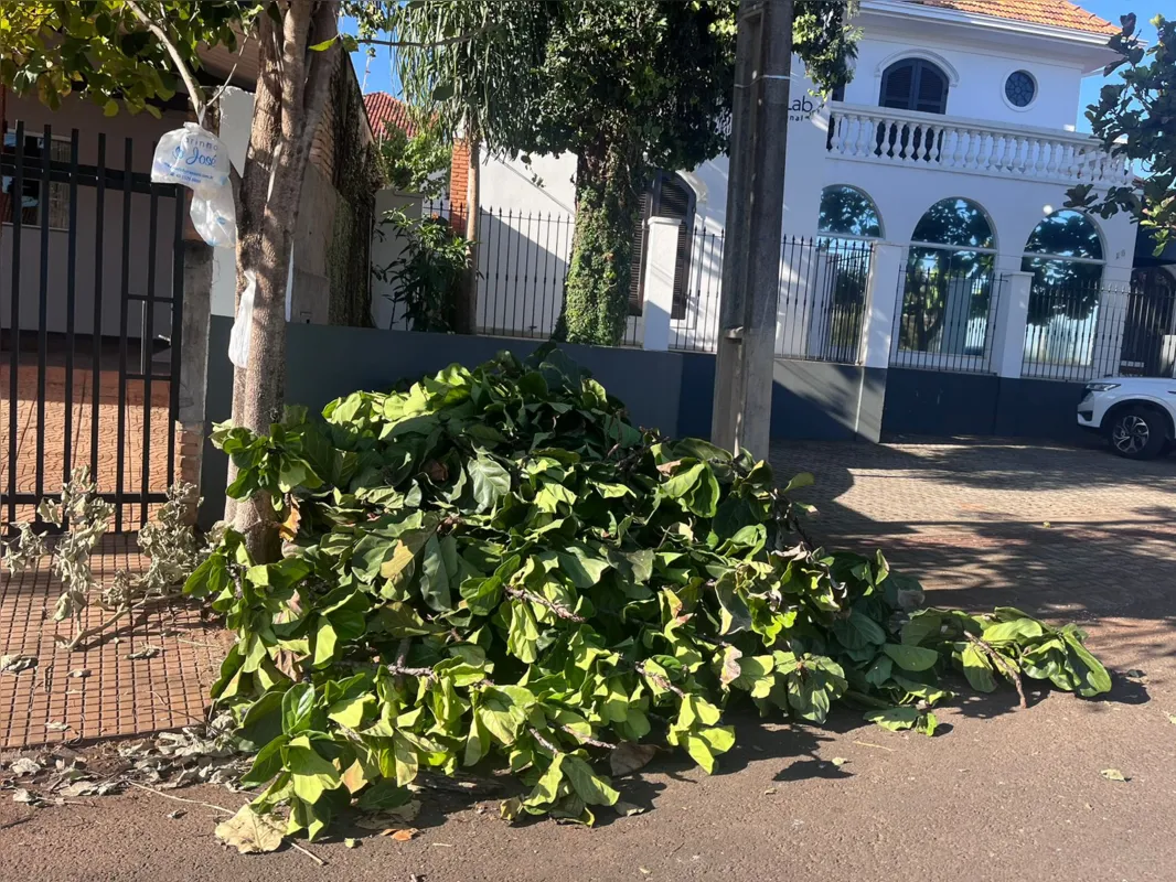 Imagem ilustrativa da imagem Moradores do Jardim Petrópolis denunciam cobrança indevida de poda de árvores