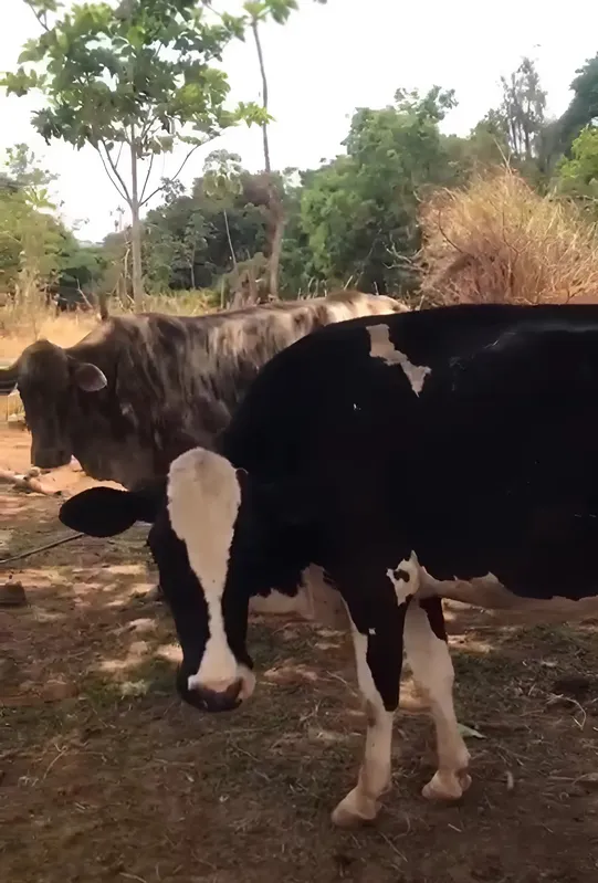Imagem ilustrativa da imagem Nascimento de bezerros gêmeos surpreende produtor rural em Goiás