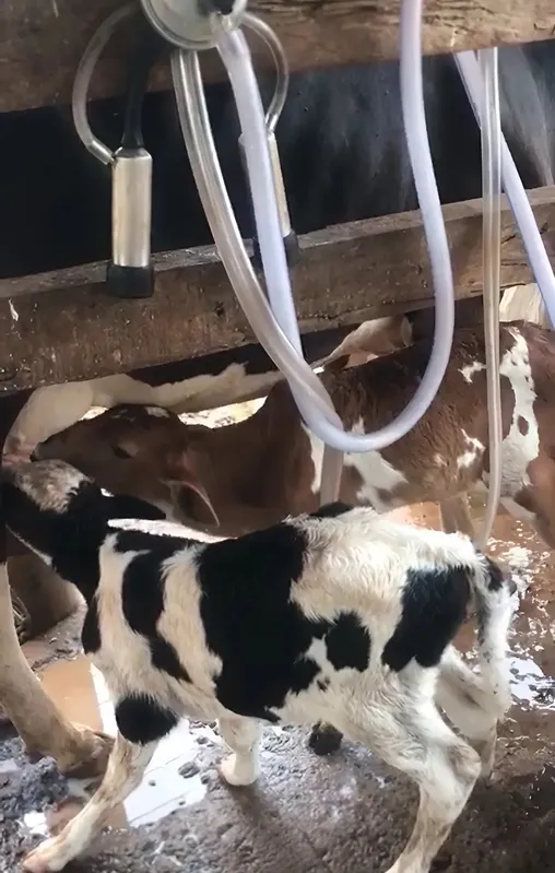 Imagem ilustrativa da imagem Nascimento de bezerros gêmeos surpreende produtor rural em Goiás