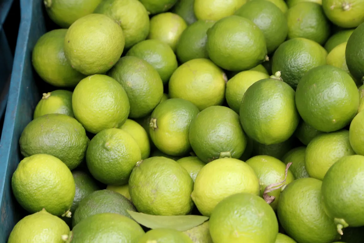 O limão foi a fruta mais exportada pelo Paraná no ano passado. Holanda e Argentina foram os principais destinos