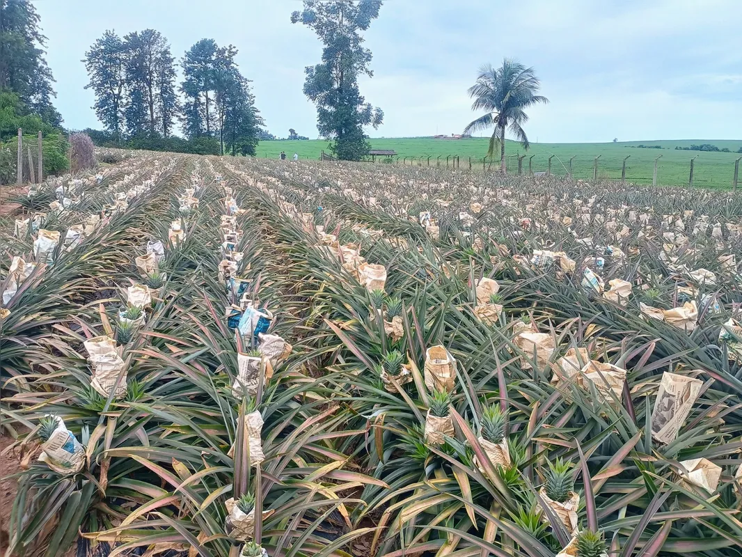 Plantação de abacaxi no Norte Pioneiro