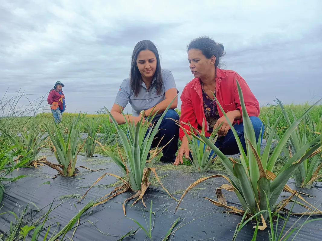 Produtora em Santo Antônio da Platina, Josiane  da Silva cultivou no ano passado cinco mil mudas de abacaxi em uma área de mil metros quadrados