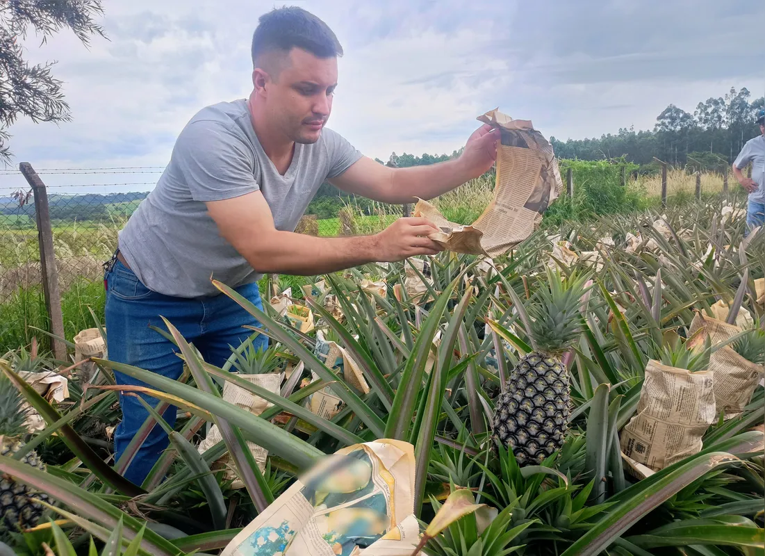 Maycon Sérgio de Almeida produz abacaxi em  Guapirama e a expectativa é colher 11,8 mil unidades em 2025
