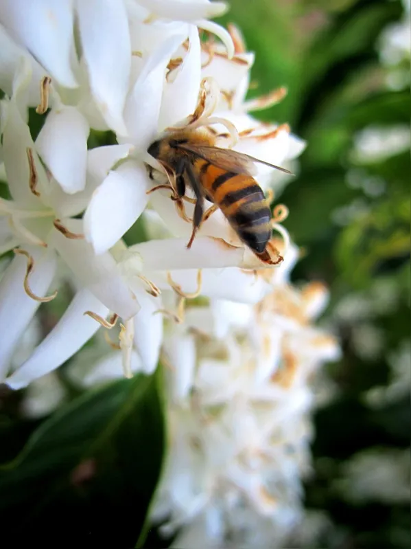 Abelha africanizada em flor do café: polinização benéfica e um ambiente saudável