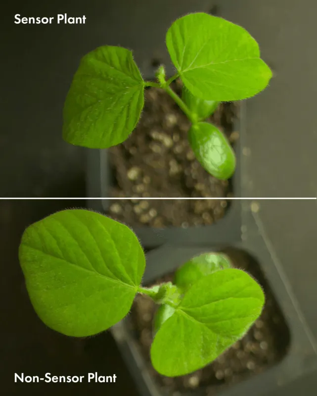Imagem ilustrativa da imagem Plantas falam e agora podemos ouvi-las!