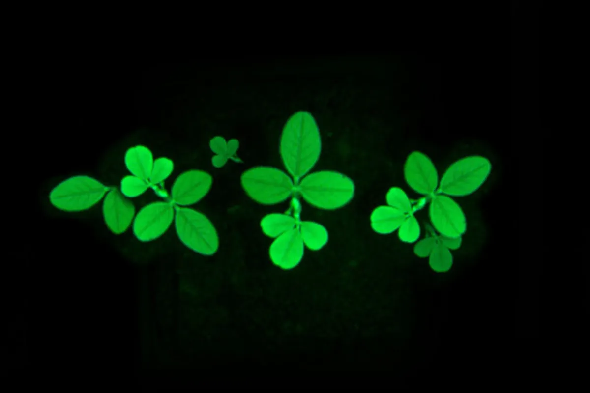 Imagem ilustrativa da imagem Plantas falam e agora podemos ouvi-las!