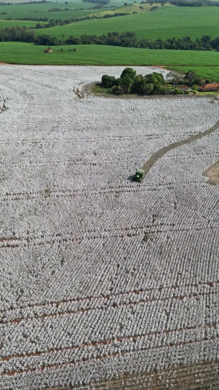 Área de plantio de Aristeu Sakamoto tem 30 hectares em Cambará, no Norte Pioneiro