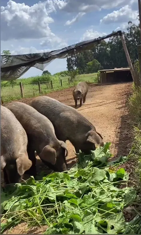 Os porcos da raça moura são criados ao ar livre, sem confinamento,  e se alimentam de frutas e plantas