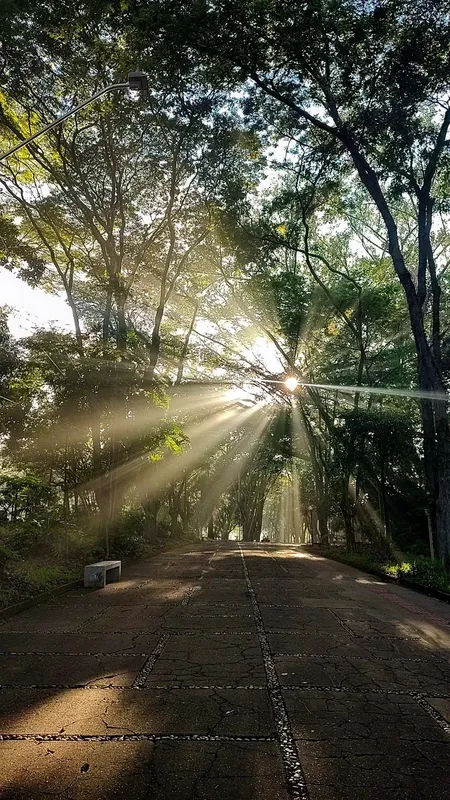 Imagem ilustrativa da imagem Raios de sol pela manhã no calçadão da UEL
