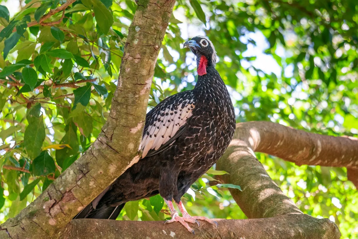 Um intercâmbio com a Argentina enviou 29 mutuns-de-penacho para a Fundação Rewilding Argentina