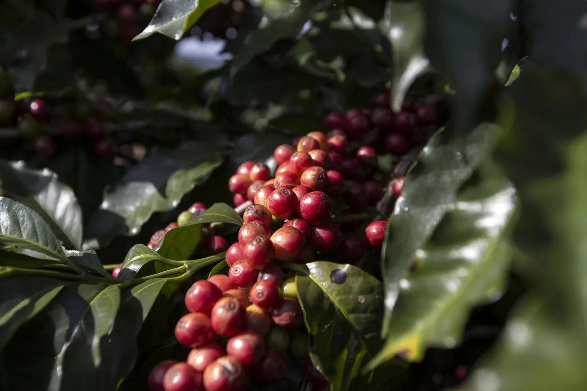 Os estados de Minas Gerais e São Paulo concentram 67% da produção brasileira de café