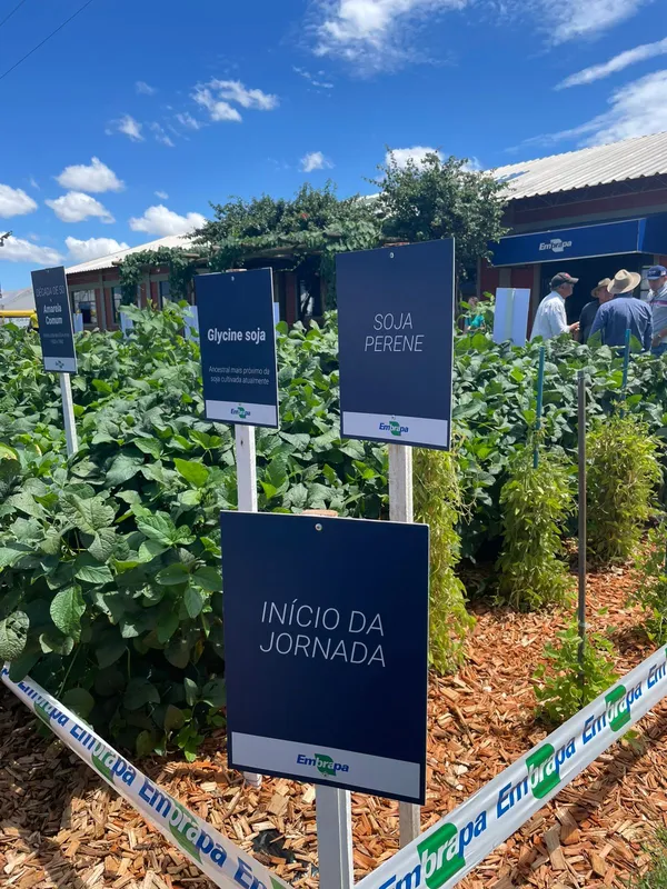 Evento mostrou a Glycine soja, nativa da China, ancestral mais próxima do tipo cultivado atualmente