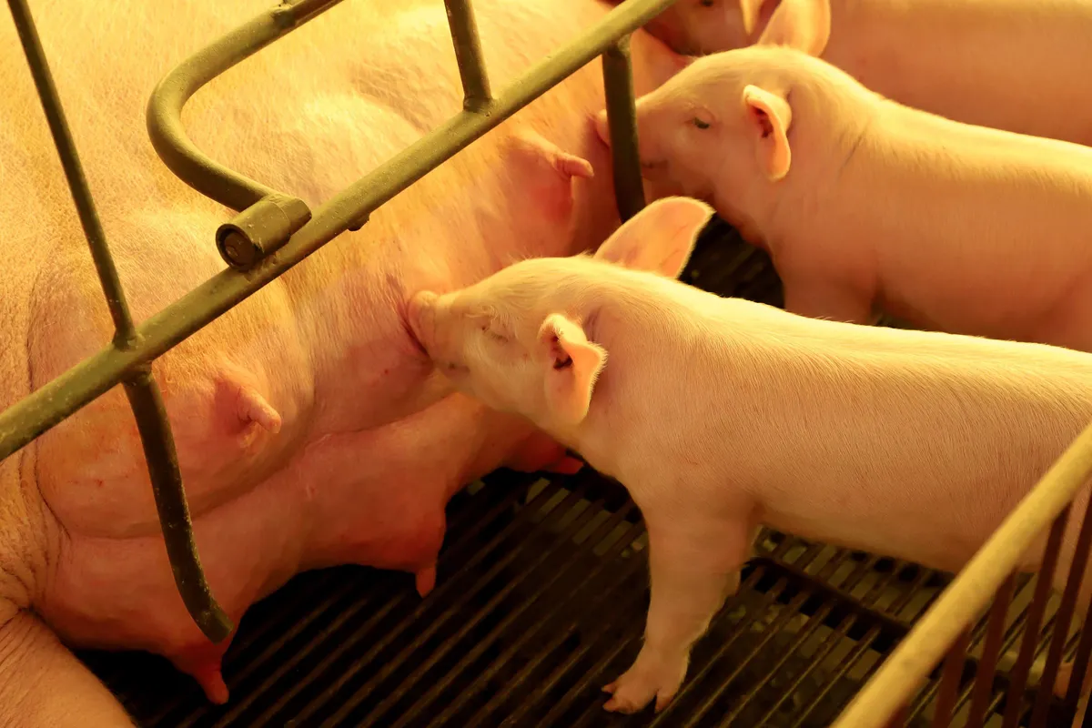 Puxado por Toledo, Paraná avança e mira novos mercados na carne suína
Foto: Ari Dias/AEN