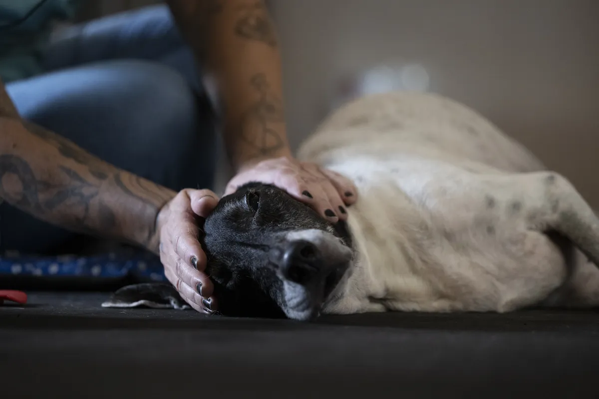Nas consultas veterinárias é comum ter tratamentos alternativos, como quiropraxia e acupuntura