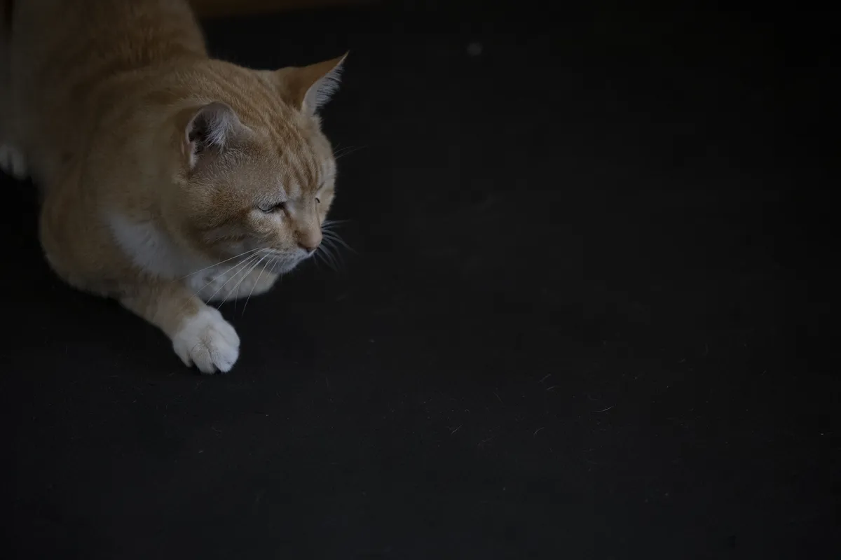 Marcado dos pets movimento R$ 68,7 milhões em 2023: setor é marcado principalmente pela alimentação e consultas veterinárias