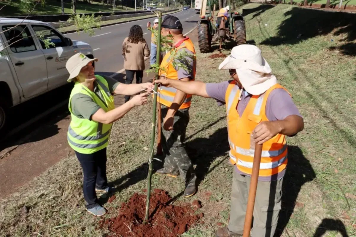 Imagem ilustrativa da imagem Viveiro Municipal de Londrina abriga 16 mil exemplares de mudas