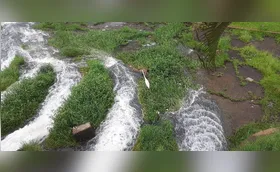 Garça atenta à pescaria