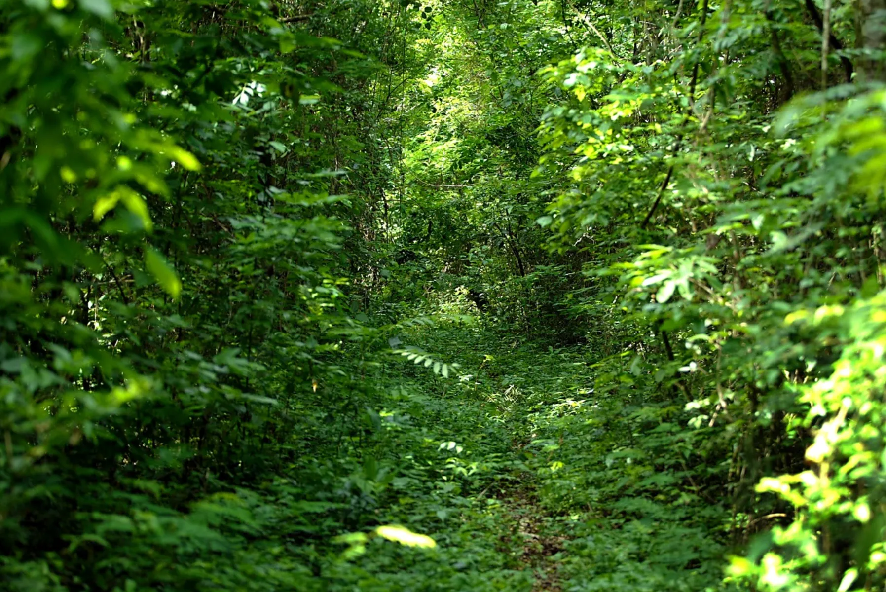 Imagem ilustrativa da imagem Após força-tarefa, Mata dos Godoy reabre para visitação