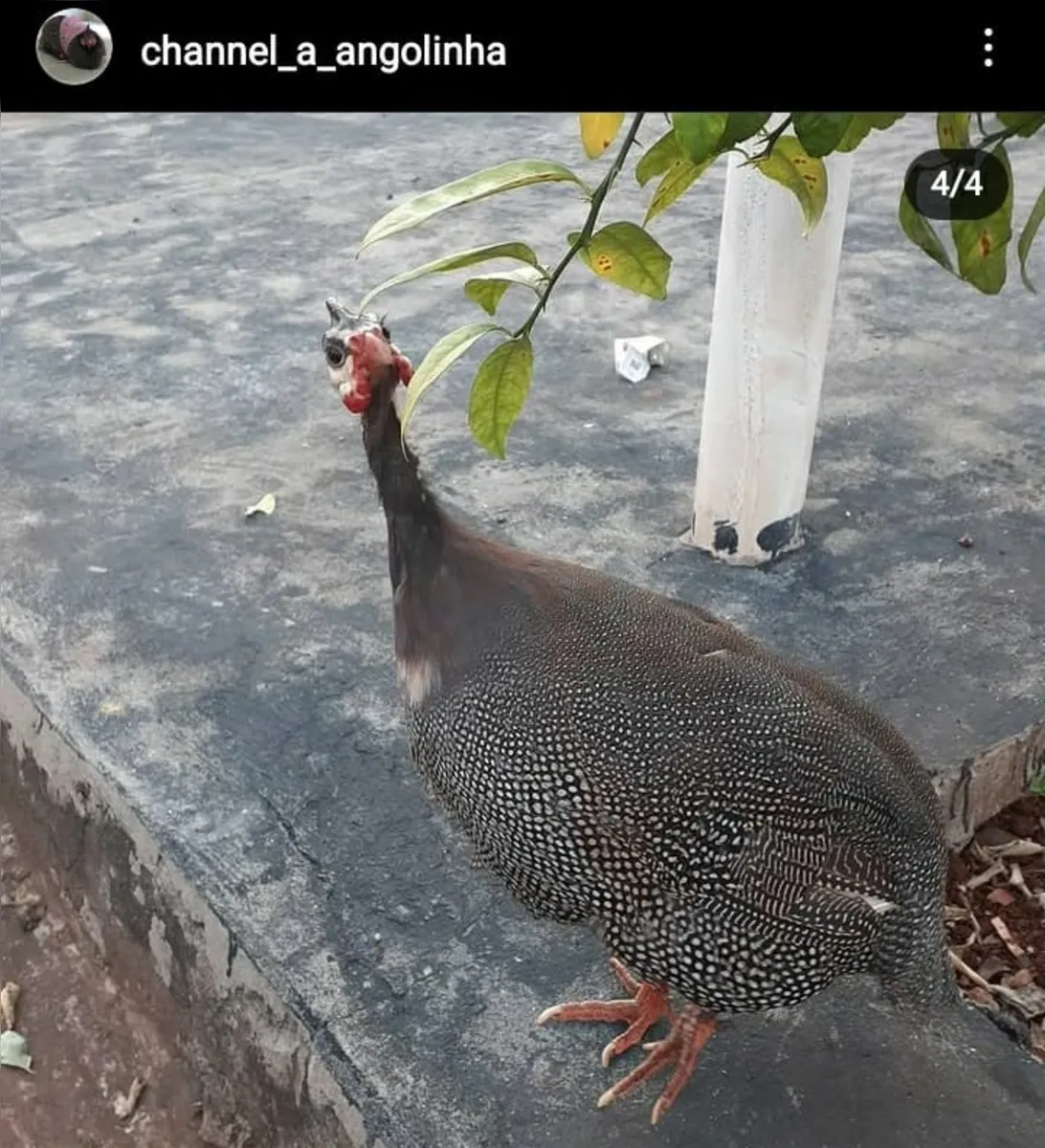 Imagem ilustrativa da imagem Você viu Channel? Galinha influencer desaparece em Londrina