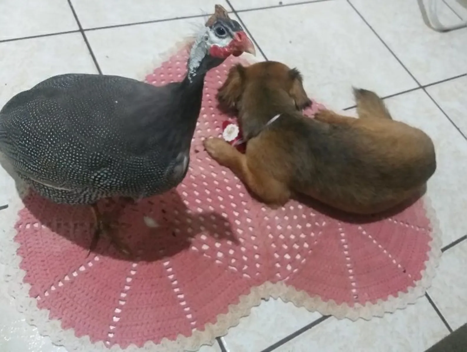 Channel em momento de aconchego com sua "irmão" o cachorrinho Alfa Henrique