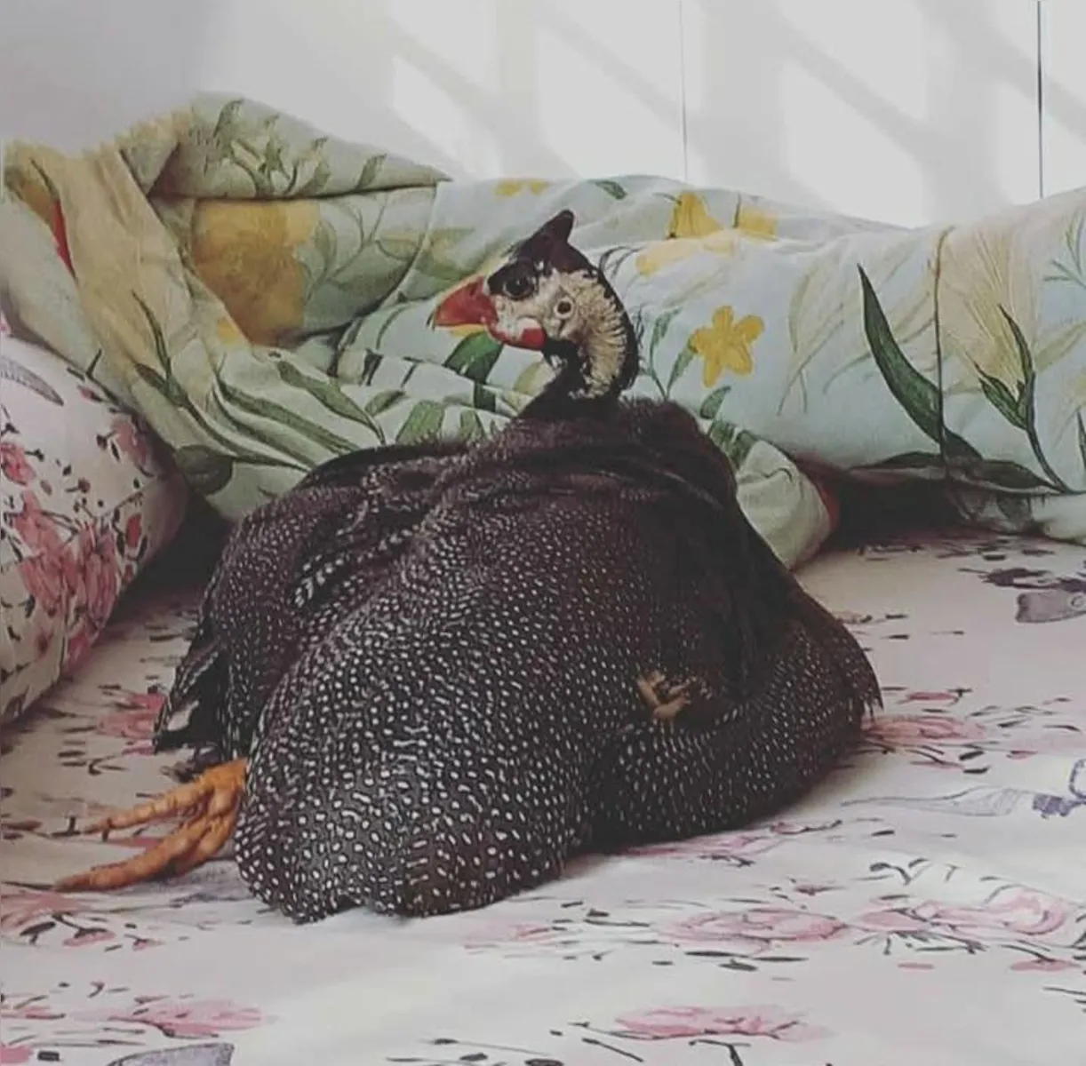 Imagem ilustrativa da imagem Você viu Channel? Galinha influencer desaparece em Londrina