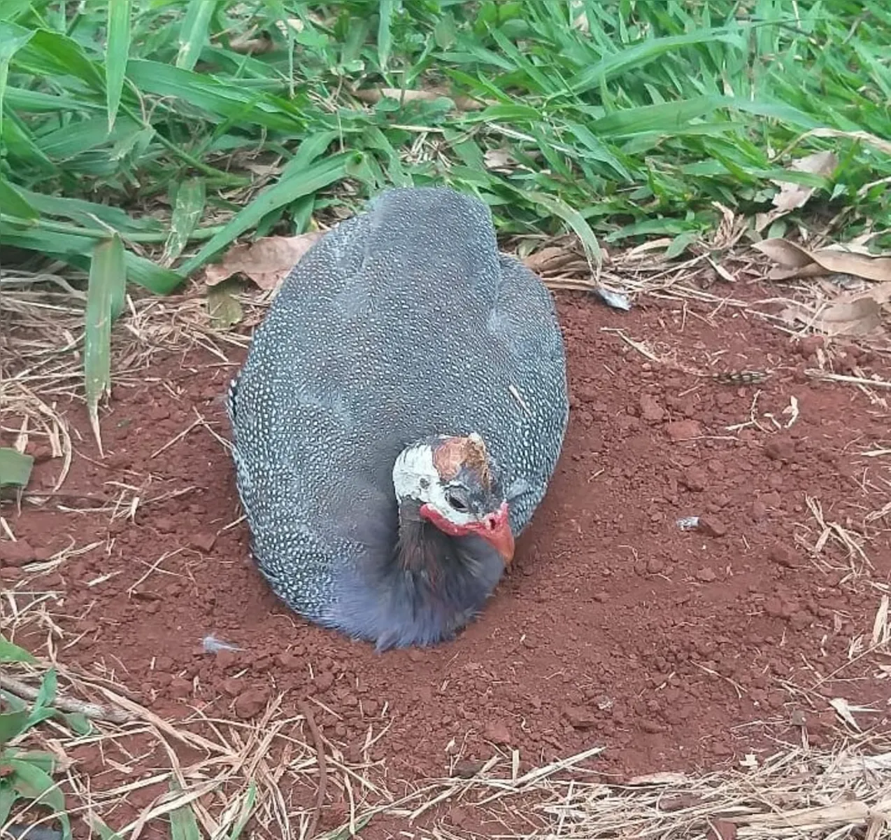 Imagem ilustrativa da imagem Você viu Channel? Galinha influencer desaparece em Londrina