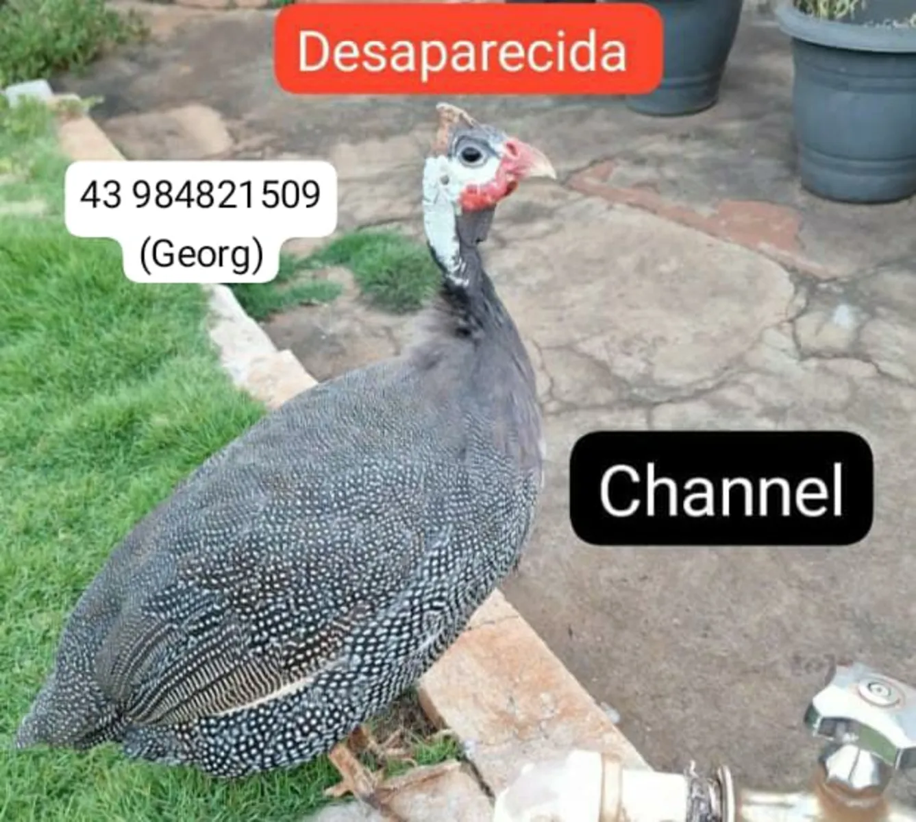 Imagem ilustrativa da imagem Você viu Channel? Galinha influencer desaparece em Londrina